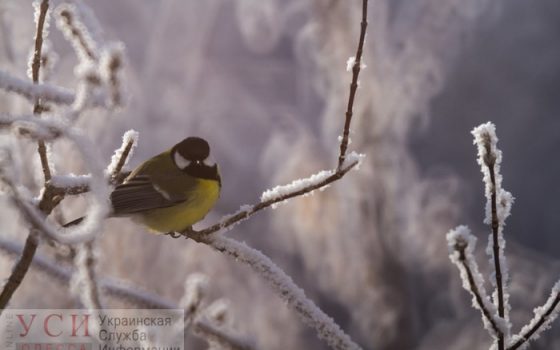 В Одессе ожидается переменная облачность без осадков и мороз «фото»