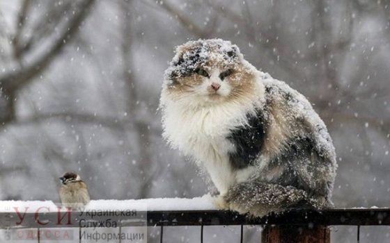 В Одессе снова будет снег, мороз и гололед «фото»