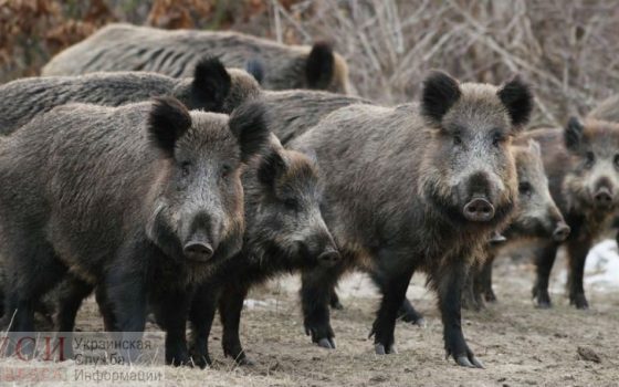 Село в Одесской области атаковали дикие кабаны «фото»