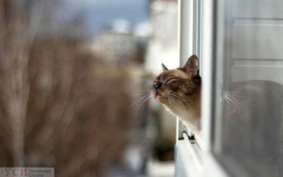 В Одессе синоптики прогнозируют потепление и небольшой дождь с утра «фото»