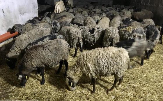 Несколько чиновников ответили за издевательства над овцами в Черноморском порту «фото»