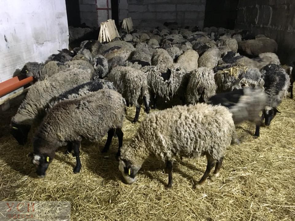 Несколько чиновников ответили за издевательства над овцами в Черноморском порту «фото»