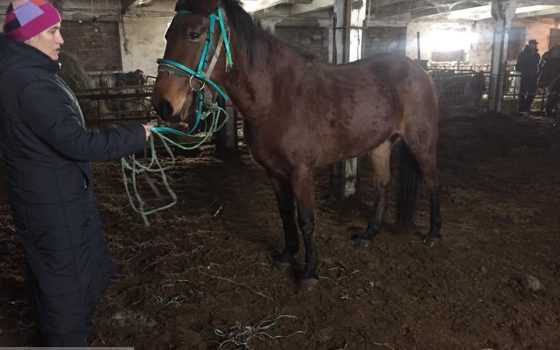 В Подольске просят спасти от бойни 10 лошадей, хозяин продает живой товар как мясо (фото, видео) «фото»