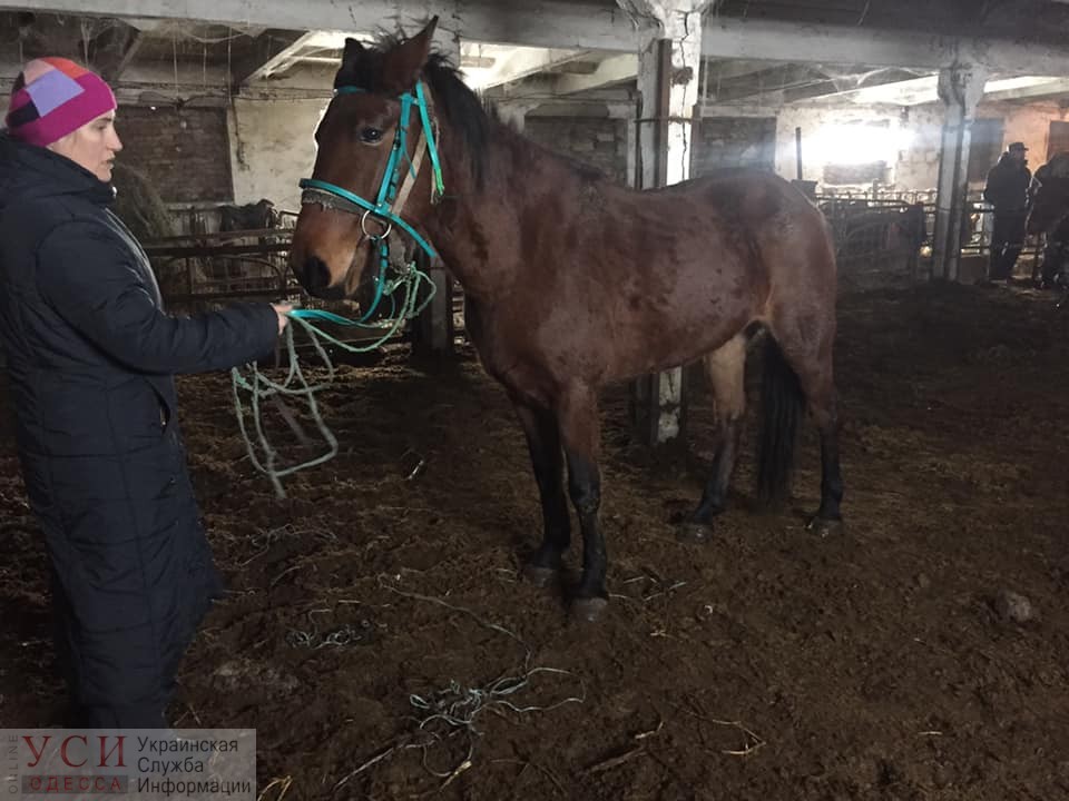 В Подольске просят спасти от бойни 10 лошадей, хозяин продает живой товар как мясо (фото, видео) «фото»