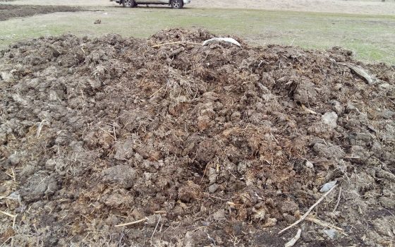 В нацпарке “Тузловские лиманы” обнаружили скотомогильник и свалку навоза (фото) «фото»