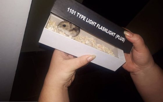 Подозрительная коробка: жителей дома по улице Сахарова напугал хомяк (фото) «фото»