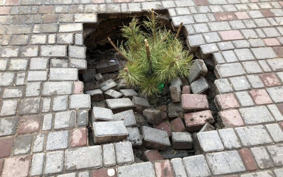 Коммунальные провалы “под прикрытием” или “Елки-палки” (фото) «фото»