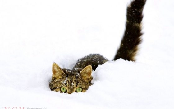 В Одессе ожидается сильный снегопад «фото»
