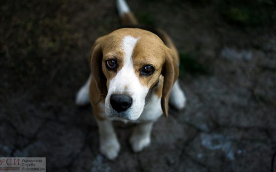 На Екатерининской площади обледенелая плитка бьет током собак: в горсовете успокаивают, что напряжение небольшое «фото»