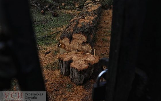 На территории одесского санатория массово срубили деревья: строительства пока нет (фото) «фото»