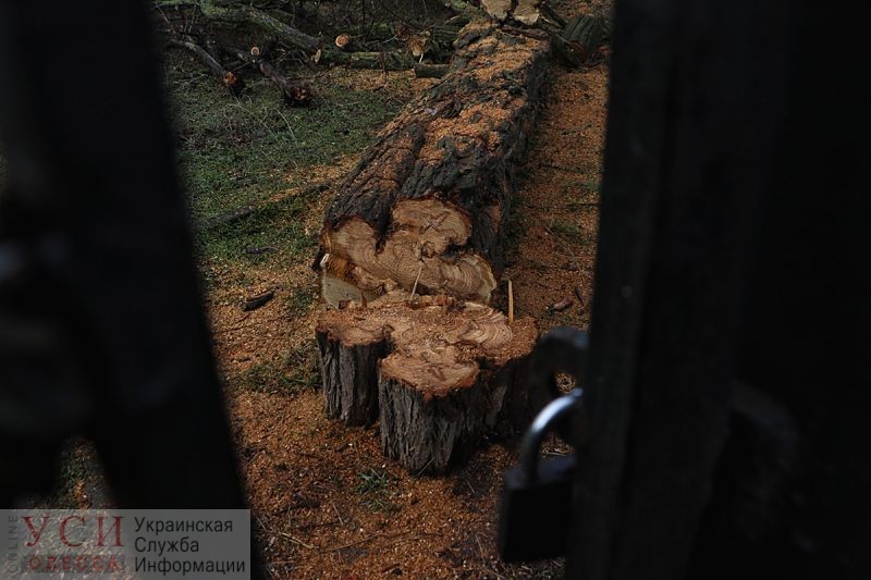 На территории одесского санатория массово срубили деревья: строительства пока нет (фото) «фото»