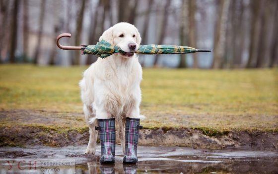 Синоптики обещают в Одессе теплый и дождливый день «фото»