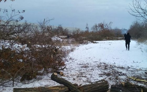 В районе поселка Дачное неизвестные срубили лесополосу (фото) «фото»