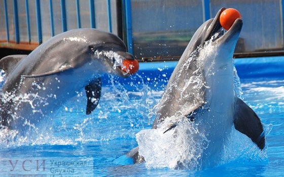 “Продали практически за копейки”, – Кисловский о дельфинарии “Немо” в Крыму (видео) «фото»