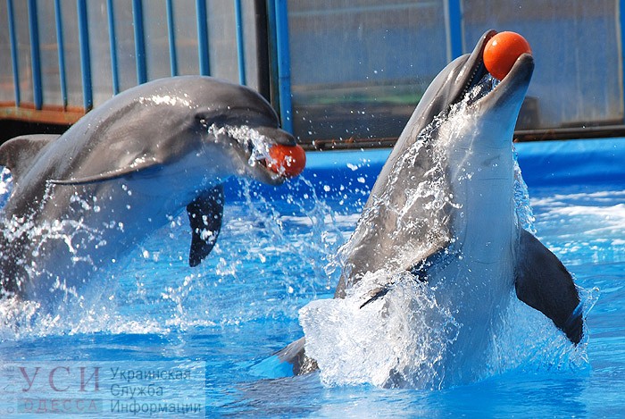 “Продали практически за копейки”, – Кисловский о дельфинарии “Немо” в Крыму (видео) «фото»