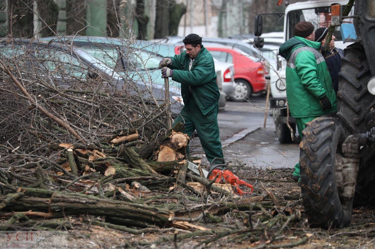 Рабочие убрали огромное дерево, рухнувшее на Елисаветинской (фото) «фото»