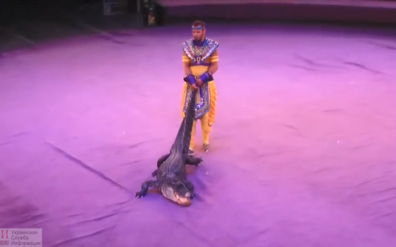 В Одесский цирк с гастролями приезжает очередной зверинец: представления с медведями и крокодилами будут пикетировать зоозащитники (фото, видео) «фото»