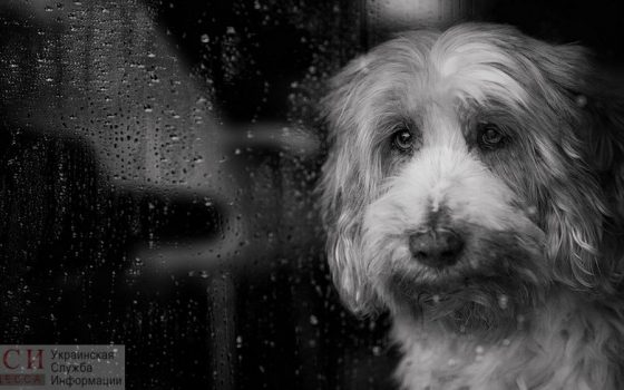 Одессит пытался выгулять собаку в сильный ливень, но она отказалась выходить из укрытия (видео) «фото»