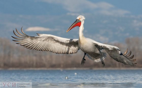 Ранняя весна: в Одесскую область раньше времени прилетел редкий вид пеликанов (фото, видео) «фото»