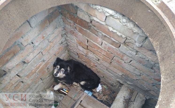 В Овидиополе спасатели вытащили провалившуюся в люк собаку (фото) «фото»