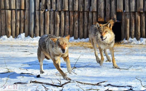 На День влюбленных одесситы выберут самую красивую пару зоопарка «фото»
