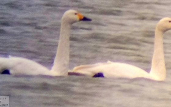 Стая тундровых лебедей из Красной книги зимует в “Тузловских лиманах” «фото»