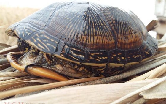 Редкая черепаха из Красной книги зимует в бунгало заповедника “Тузловские лиманы” (фото) «фото»