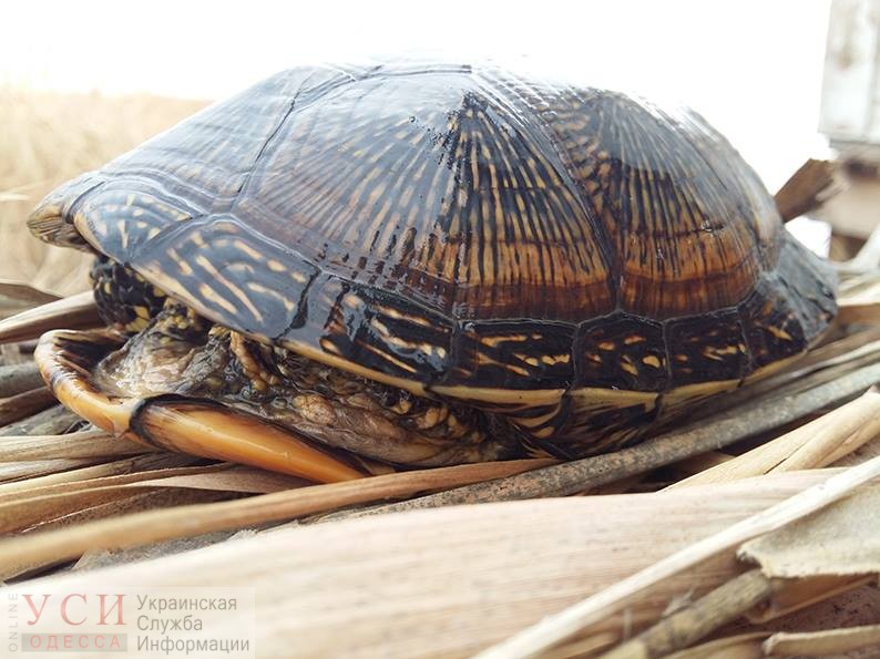 Редкая черепаха из Красной книги зимует в бунгало заповедника “Тузловские лиманы” (фото) «фото»