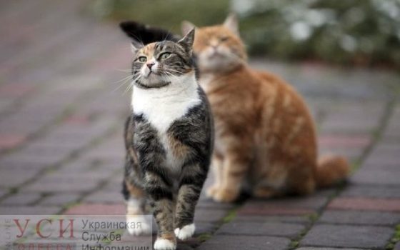 В Одессе чуть потеплеет, но будет пасмурно «фото»