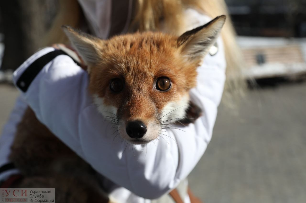 “Посмотри в глаза своей шубе” – в Одессе прошла акция зоозащитников (фоторепортаж) «фото»
