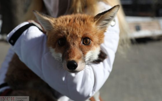 “Посмотри в глаза своей шубе” – в Одессе прошла акция зоозащитников (фоторепортаж) «фото»
