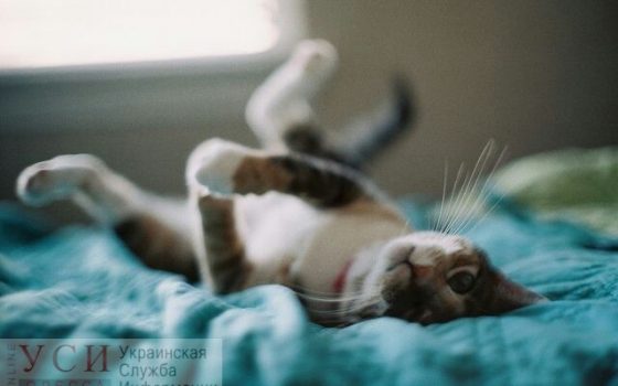 Одесситов ожидает теплое, но пасмурное воскресенье «фото»