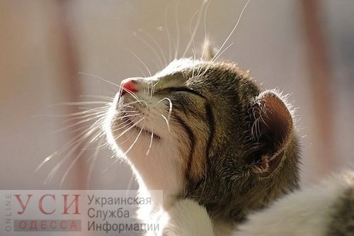 В Одессе ожидается теплый солнечный день без осадков «фото»
