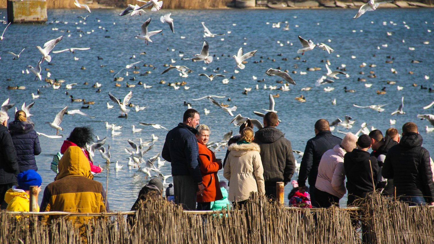Солнечный день на переправе: десятки людей на Сухом лимане кормят лебедей (фото, видео) «фото»