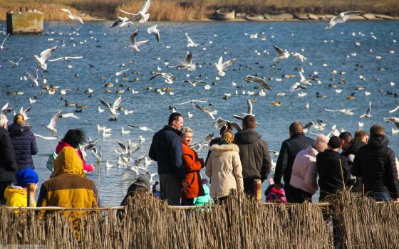 Солнечный день на переправе: десятки людей на Сухом лимане кормят лебедей (фото, видео) «фото»