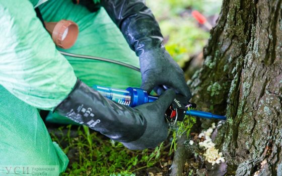 Одесские коммунальщики потратят миллион на прививку каштанов от моли «фото»