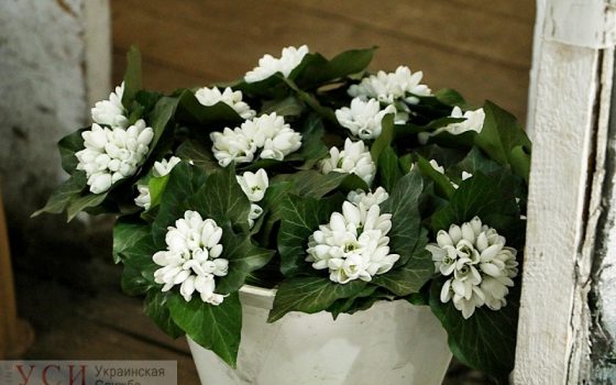 “Это не мои”, – как на Привозе торгуют запрещенными цветами (фоторепортаж) «фото»