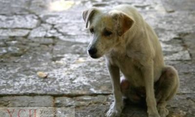 В Черноморске назначили награду за поимку догхантера: наказать отравителя собак по закону почти нереально «фото»