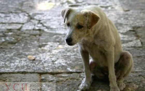 В Черноморске назначили награду за поимку догхантера: наказать отравителя собак по закону почти нереально «фото»