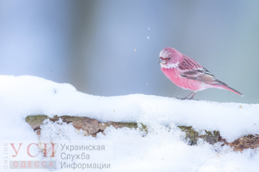 В Одессе будет пасмурно и снежно «фото»