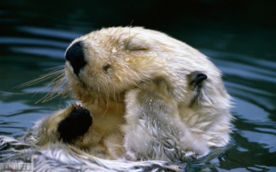 Согревайтесь: в День влюбленных в Одессе будет прохладно и пасмурно «фото»