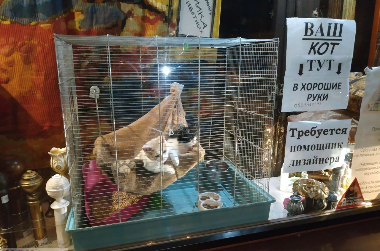 “Кошкин дом”: в магазине декора в центре Одессы котят запирают на ночь в клетке и выставляют на витрину (фото, видео) «фото»