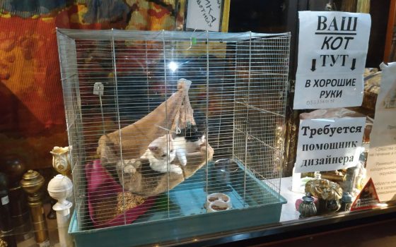 “Кошкин дом”: в магазине декора в центре Одессы котят запирают на ночь в клетке и выставляют на витрину (фото, видео) «фото»