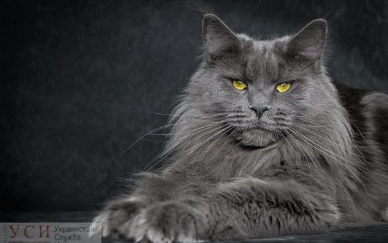 В Одессе будет 11 градусов тепла, но пасмурное небо «фото»