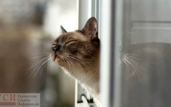 В Одессе будет тепло и без осадков «фото»