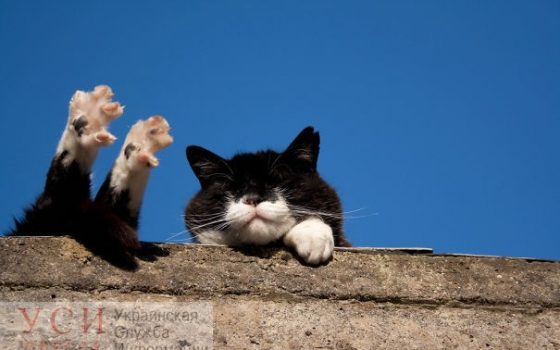 В Одессе синоптики обещают теплую субботу «фото»