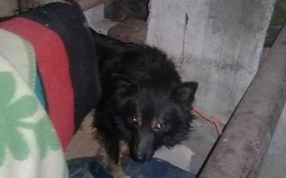 В Одессе бездомная женщина месяц держала в подвале двух привязанных к трубе собак (фото) «фото»