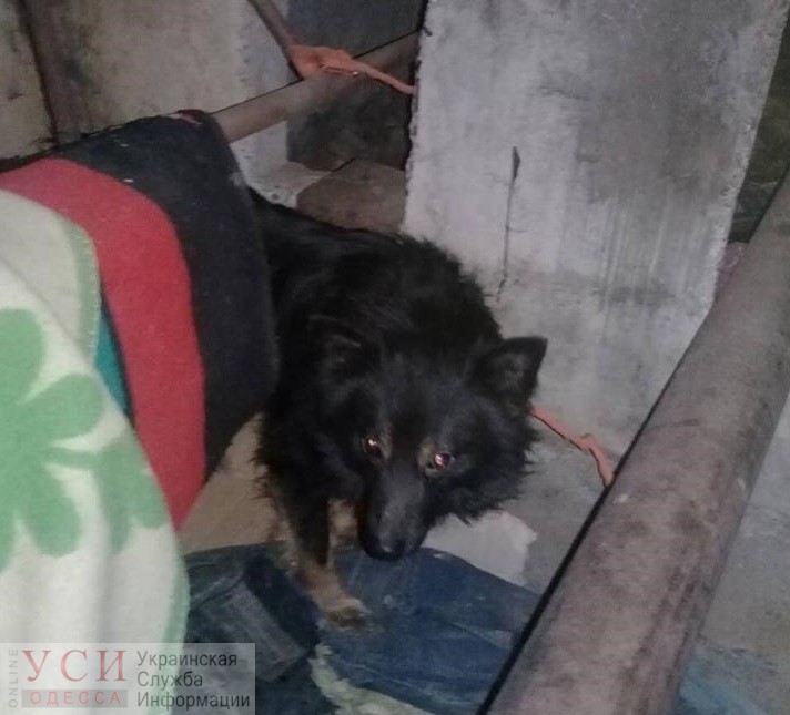 В Одессе бездомная женщина месяц держала в подвале двух привязанных к трубе собак (фото) «фото»