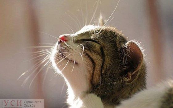 Неделя в Одессе начнется с потепления «фото»