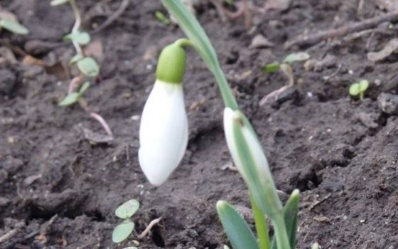 В Одессе зацвели подснежники (фото) «фото»